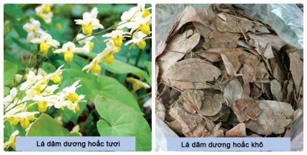 Dâm dương hoắc bổ thận, chống lão suy - Ảnh 1.