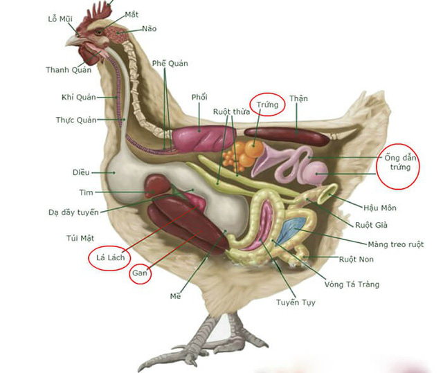  Tại sao gà mái bắt chước tiếng gáy của gà trống bị coi là điềm dữ, thường bị bắt giết?  - Ảnh 7.