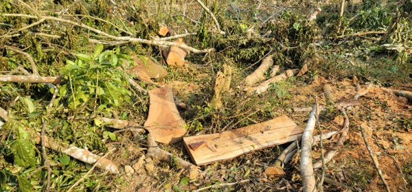 21 cây lim xanh 40 năm tuổi bị chặt hạ bán làm củi giá 6 triệu đồng - Ảnh 1.
