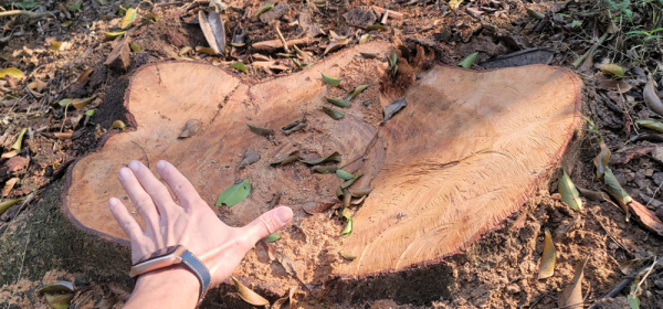 21 cây lim xanh 40 năm tuổi bị chặt hạ bán làm củi giá 6 triệu đồng - Ảnh 3.
