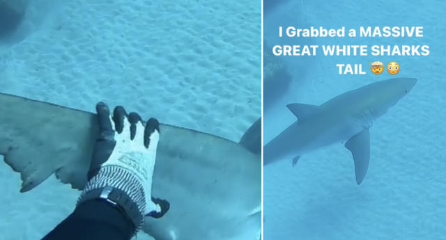 Thợ lặn thiếu niên may mắn thoát chết khi chạm trán với cá mập trắng lớn - Ảnh 1.