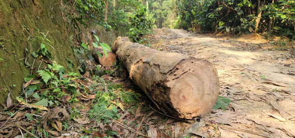 21 cây lim xanh 40 năm tuổi bị chặt hạ bán làm củi giá 6 triệu đồng - Ảnh 7.
