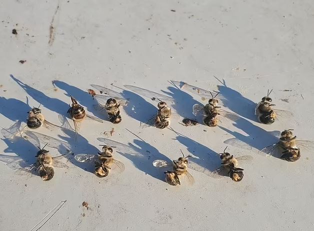 Những đàn ong đực này đã cố tự sướng một lần cuối cùng trước khi chết vì nắng nóng - Ảnh 5.