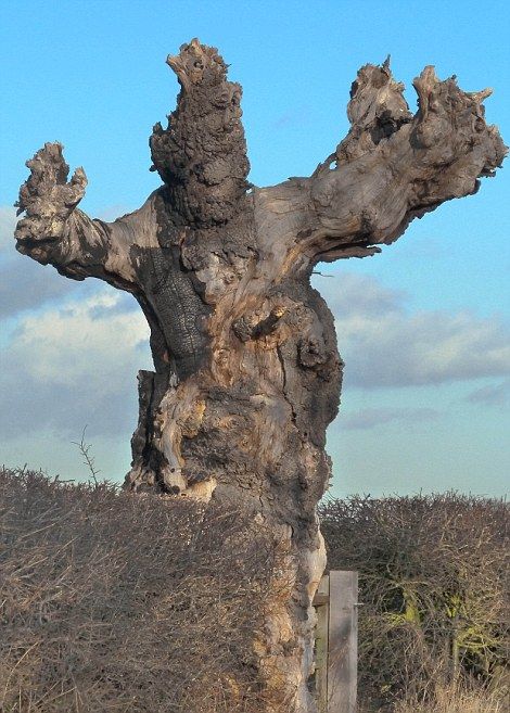 20 cái cây hình hài kỳ dị khắp thế giới: Từ quái vật thần thoại đến ác quỷ xấu xí khó tin - Ảnh 13.