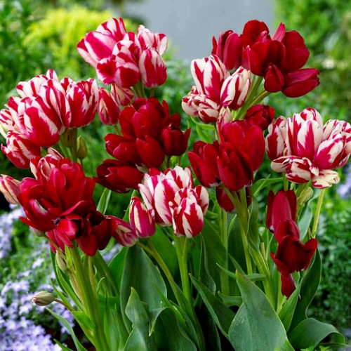 Rực rỡ hoa tulip - Ảnh 1.