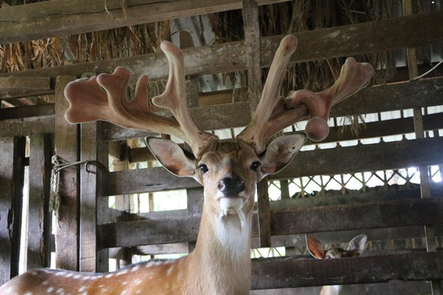 People crowded to see the pair of giant deer velvet - Photo 1.