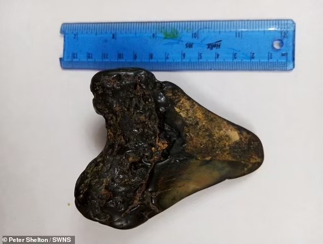 Lang thang trên bãi biển, bé trai 6 tuổi phát hiện báu vật 3 triệu năm - Ảnh 4.