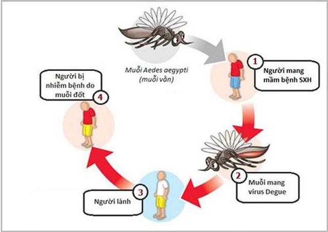 Làm sao biết chính xác sắp khỏi bệnh sốt xuất huyết? - Ảnh 2.