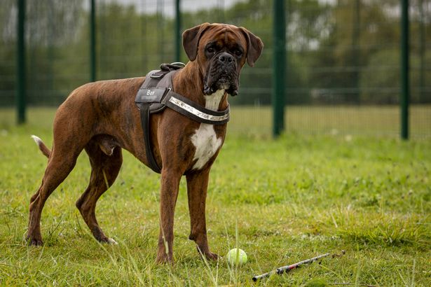 The pet dog suddenly stopped eating, the owner let him go to the clinic and then he was furious with what was in its stomach - Photo 4.