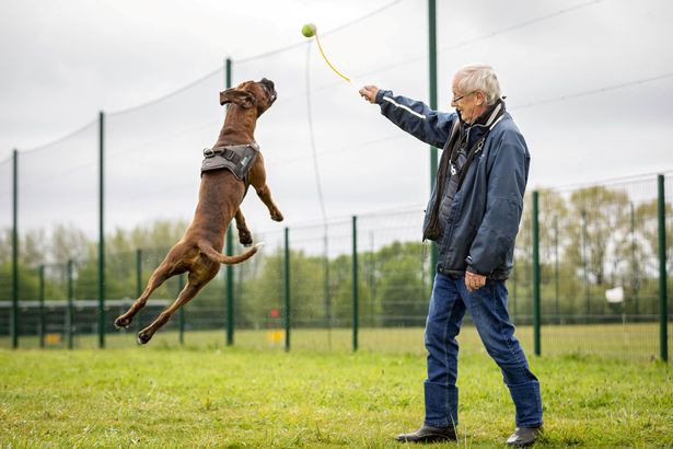 The pet dog suddenly stopped eating, the owner let him go to the clinic and then he was furious with what was in its stomach - Photo 1.