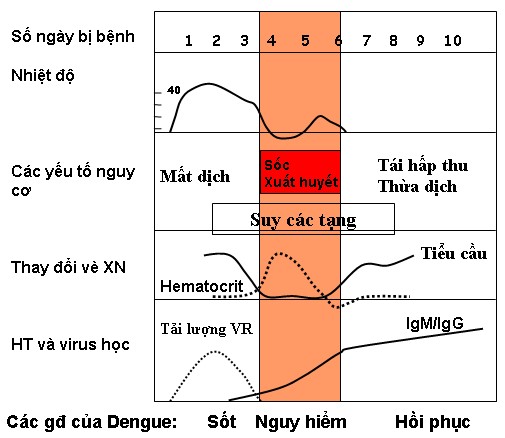 Sốt xuất huyết khi nào cần nhập viện? - Ảnh 1.