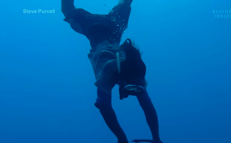 Kỳ lạ 'nhân sâm' biển khiến thợ lặn mạo hiểm tính mạng để lùng sục: Giá 81 triệu đồng/kg