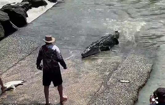 Risking himself against the crocodile to get the fallen hat - Photo 2.