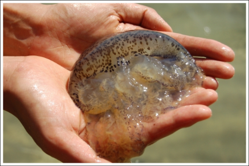 Tắm gần sứa biển cũng có thể tử vong, cách nào phòng ngừa? - Ảnh 2.