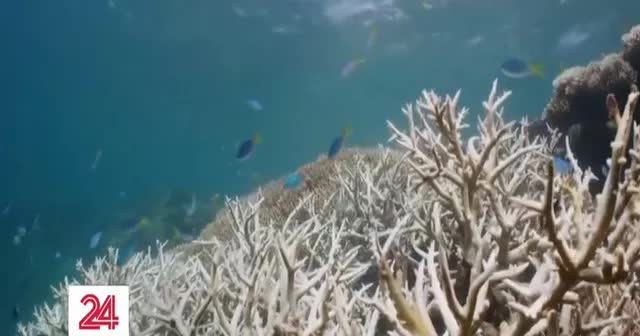 Rạn san hô lớn nhất thế giới bị tẩy trắng - Ảnh 1.