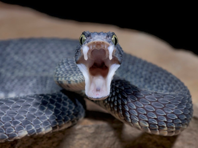 Tại sao con người không tiến hóa để có thể sở hữu nọc độc như loài rắn? - Ảnh 1.