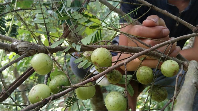  Nghiên cứu mới nhất: Công dụng tuyệt vời của loài quả dại mọc khắp nơi  - Ảnh 1.