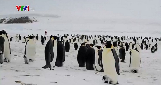 Loài chim cánh cụt hoàng đế trên bờ tuyệt chủng - Ảnh 1.