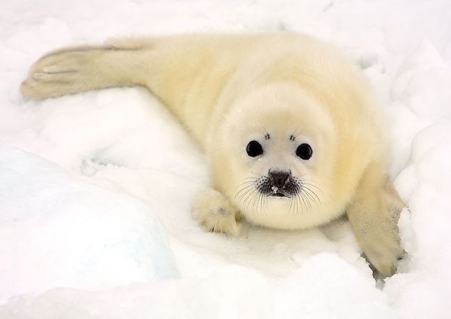 Melting with the sound of baby seals calling for their mother, revealing the facts about this lovely sea animal - Photo 3.