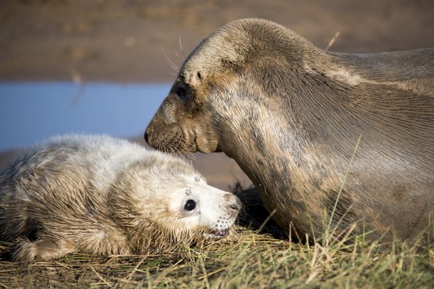 Melting with the sound of baby seals calling for their mother, revealing the facts about this lovely sea animal - Photo 4.