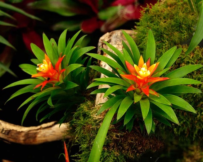 8 loài hoa đẹp giúp thu hút tài lộc cực tốt - Ảnh 1.