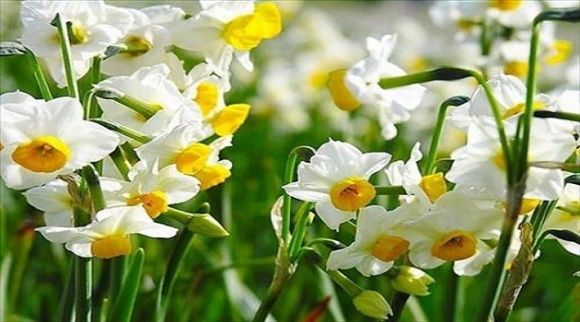 8 loài hoa đẹp giúp thu hút tài lộc cực tốt - Ảnh 3.