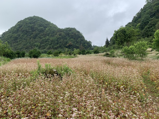Ngỡ ngàng ngắm hoa tam giác mạch trái mùa ở Hà Giang khiến nhiều du khách không khỏi ngạc nhiên và thích thú - Ảnh 2.