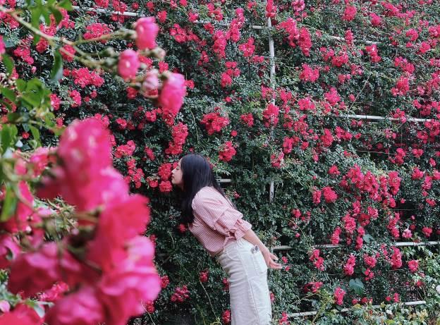 Vibrant red climbing roses in Fansipan rose valley in May season - Photo 3.