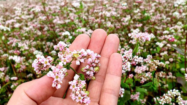 Ngỡ ngàng ngắm hoa tam giác mạch trái mùa ở Hà Giang khiến nhiều du khách không khỏi ngạc nhiên và thích thú - Ảnh 5.