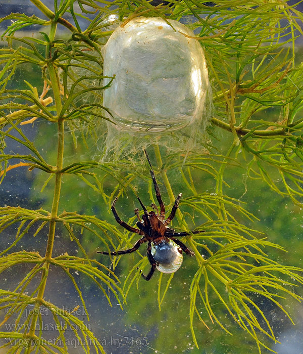 Loài nhện độc lạ nhất Trái Đất: Không ở trên cây mà thích lặn xuống nước, chăng tơ bắt cá ăn - Ảnh 8.