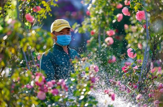 Vibrant red climbing roses in Fansipan rose valley in May season - Photo 7.