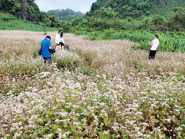 Ngỡ ngàng ngắm hoa tam giác mạch trái mùa ở Hà Giang khiến nhiều du khách không khỏi ngạc nhiên và thích thú - Ảnh 8.
