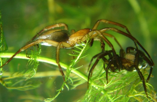 Loài nhện độc lạ nhất Trái Đất: Không ở trên cây mà thích lặn xuống nước, chăng tơ bắt cá ăn - Ảnh 10.