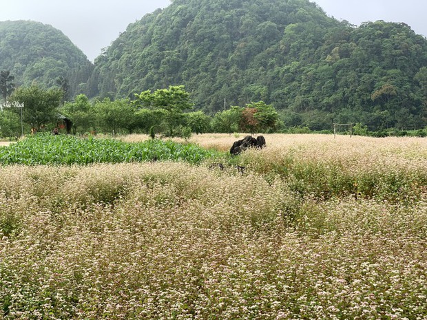 Ngỡ ngàng ngắm hoa tam giác mạch trái mùa ở Hà Giang khiến nhiều du khách không khỏi ngạc nhiên và thích thú - Ảnh 10.