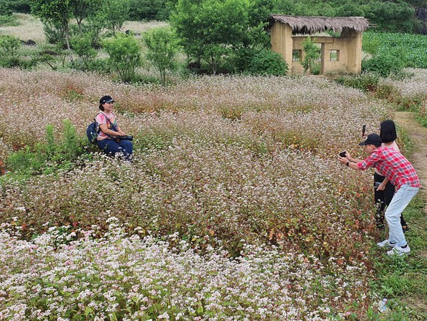 Ngỡ ngàng ngắm hoa tam giác mạch trái mùa ở Hà Giang khiến nhiều du khách không khỏi ngạc nhiên và thích thú - Ảnh 12.