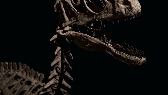 Hóa thạch khủng long tạo cảm hứng phim Công viên kỷ Jura được đấu giá hơn 12 triệu USD - Ảnh 1.