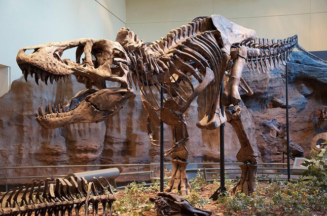 Hóa thạch khủng long tạo cảm hứng phim Công viên kỷ Jura được đấu giá hơn 12 triệu USD - Ảnh 5.