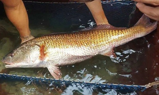 Một loài cá ở Việt Nam được cả thế giới săn đón vì sở hữu bộ phận “quý hơn vàng”, ngư dân bắt được là đổi đời! - Ảnh 1.