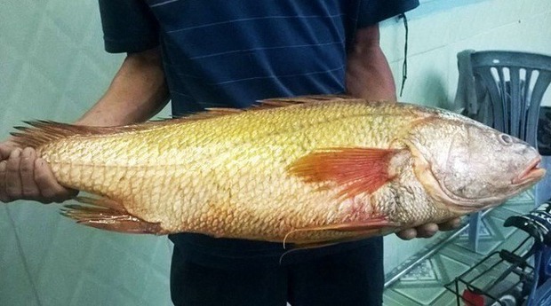 Một loài cá ở Việt Nam được cả thế giới săn đón vì sở hữu bộ phận “quý hơn vàng”, ngư dân bắt được là đổi đời! - Ảnh 3.