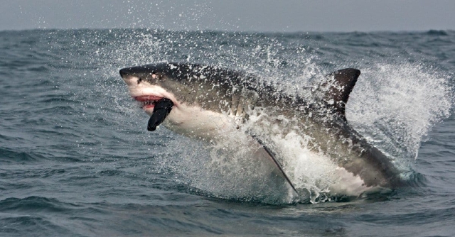 Trong bảy loài cá mập tử thần, cá mập trắng lớn tấn công con người nhiều nhất - Ảnh 1.