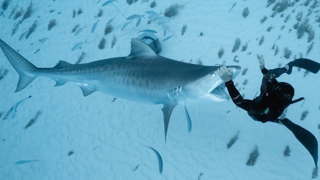 Trong bảy loài cá mập tử thần, cá mập trắng lớn tấn công con người nhiều nhất - Ảnh 3.