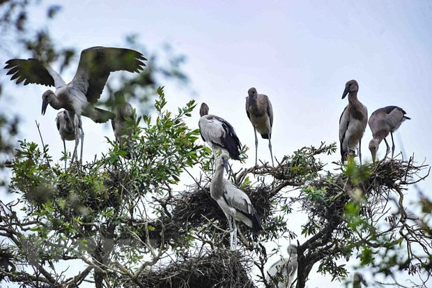 Urgent conservation of wild and migratory birds in Vietnam - Photo 1.