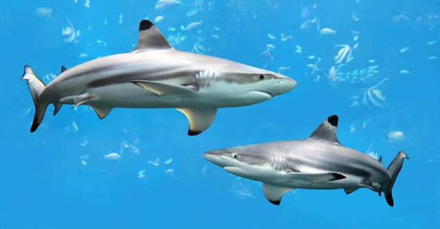 Trong bảy loài cá mập tử thần, cá mập trắng lớn tấn công con người nhiều nhất - Ảnh 6.