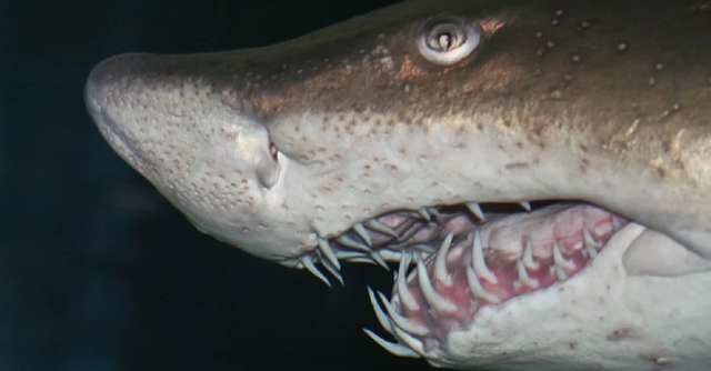 Trong bảy loài cá mập tử thần, cá mập trắng lớn tấn công con người nhiều nhất - Ảnh 7.