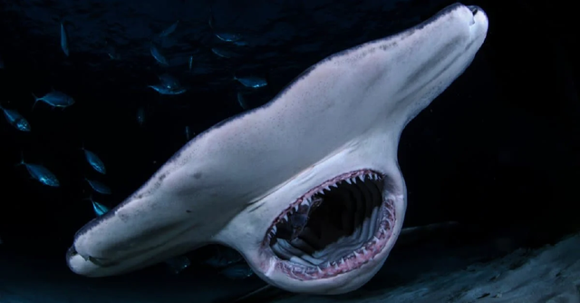 Trong bảy loài cá mập tử thần, cá mập trắng lớn tấn công con người nhiều nhất - Ảnh 8.