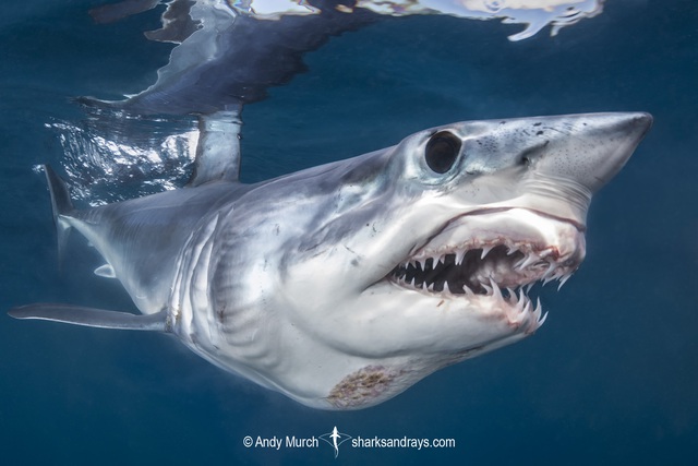 Trong bảy loài cá mập tử thần, cá mập trắng lớn tấn công con người nhiều nhất - Ảnh 9.