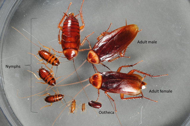 Scientists have just created a mutant cockroach species using CRISPR technology - Photo 4.