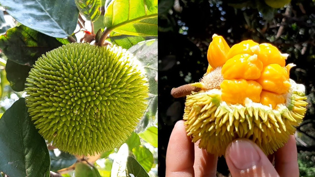  Những loại trái cây rất phổ biến ở Việt Nam nhưng lại là “nỗi ám ảnh” trong mắt người nước ngoài vì hình thù kỳ dị - Ảnh 8.