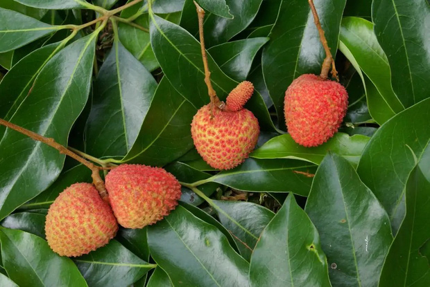  Những loại trái cây rất phổ biến ở Việt Nam nhưng lại là “nỗi ám ảnh” trong mắt người nước ngoài vì hình thù kỳ dị - Ảnh 3.