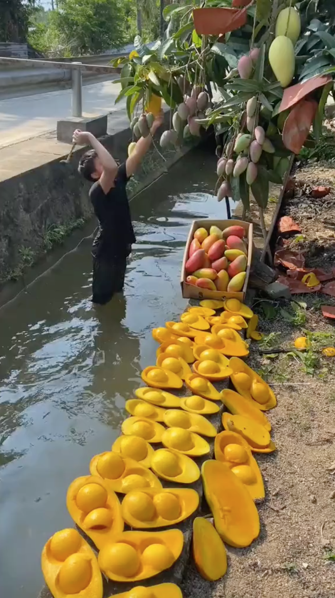 Cảnh tượng vặt cả trăm quả xoài cực thích mắt nhưng dân mạng lại phát hiện 1 chi tiết bất thường - Ảnh 1.